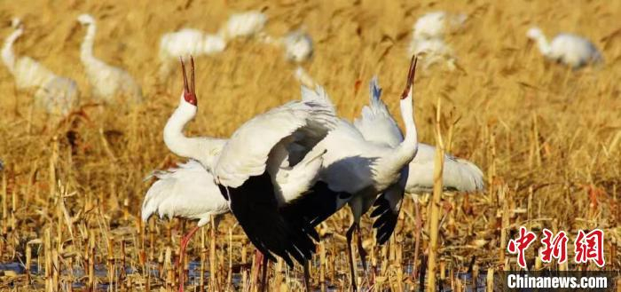 白鹤在沈阳法库獾子洞湿地。　法库县委宣传部供图