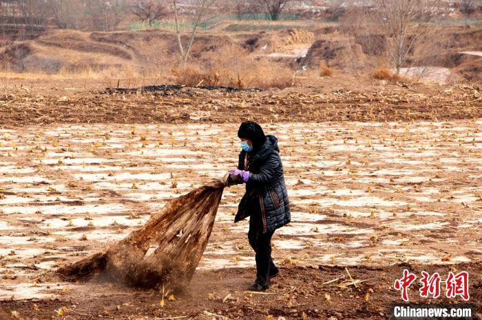 图为民和柴沟乡农民在田间揭膜做春播前准备。　赵海梅 摄