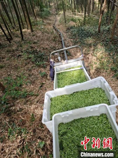 采摘下的新鲜茶叶通过轨道输送至山脚下 葛瑞良供图