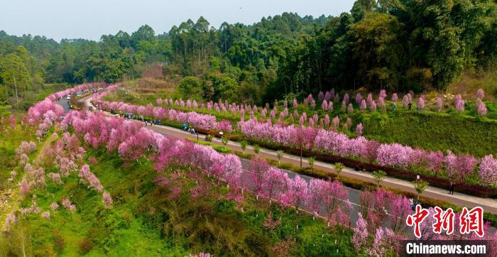 嘉州绿心娇嫩的花骨朵占满枝头，樱花，桃花，海棠花……三五成簇，好不热闹。　刘忠俊 摄