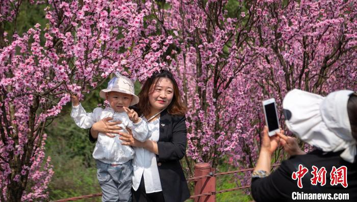 嘉州绿心公园母亲带着孩子在桃花下拍照。　刘忠俊 摄