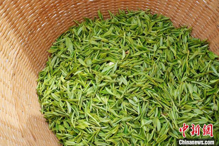 龙井茶青叶。　钱晨菲 摄