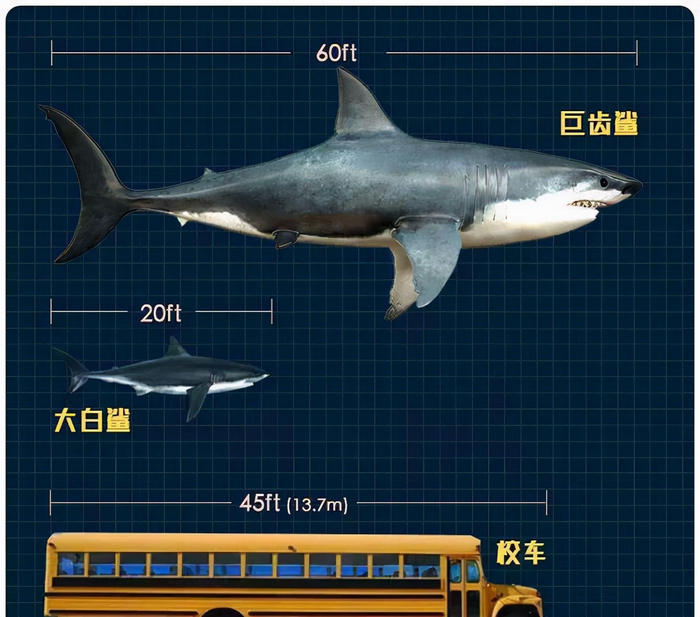 吴京加盟《巨齿鲨2》，剧中的鲨鱼史上真存在过，咬合力高达36吨