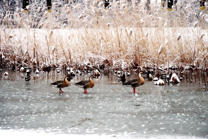 ▲来源：翠湖湿地公园