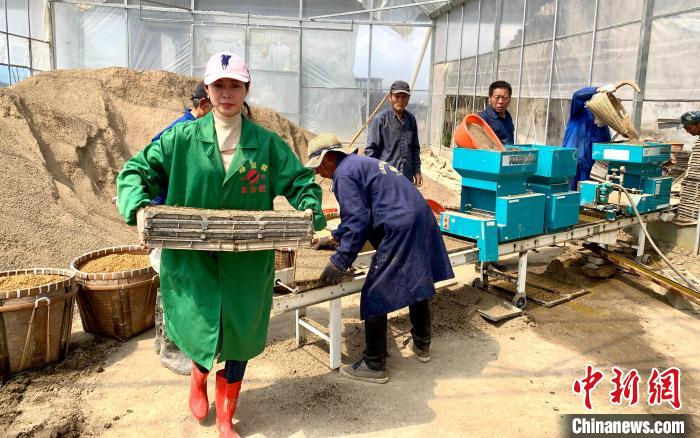 育秧流水线。　夏盈瑜 摄