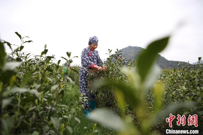 茶农采茶 沈潇 摄