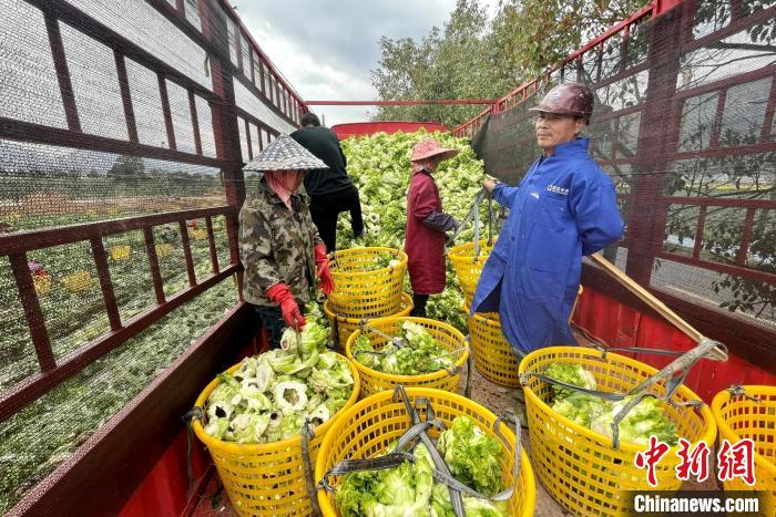 瑞安市马屿镇鹤屿村田头，增种了一季娃娃菜，农民丰产丰收。　夏盈瑜 摄
