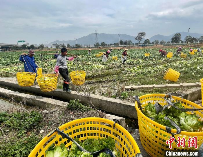 瑞安市马屿镇鹤屿村田头，增种了一季娃娃菜，农民丰产丰收。　夏盈瑜 摄
