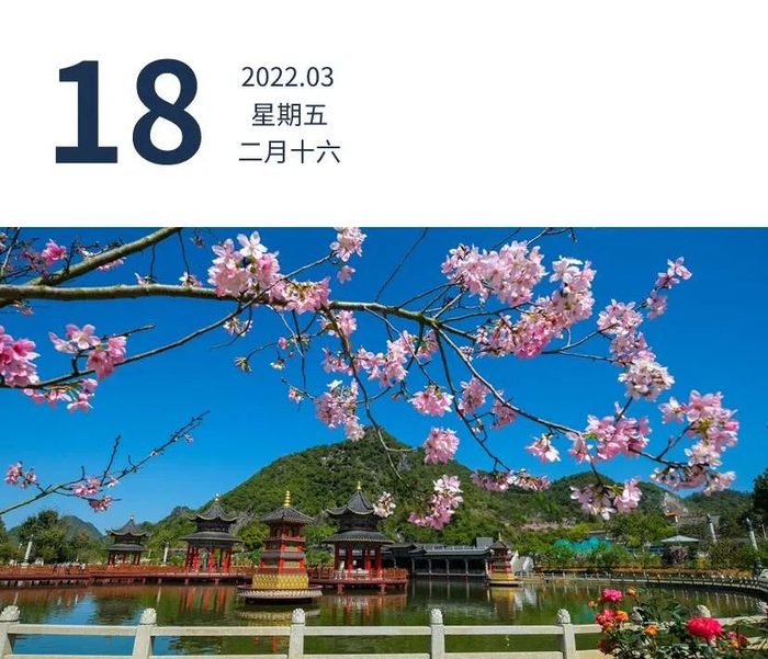 韶关翁源县，春天里的东华寺樱花烂漫。获得生命 摄