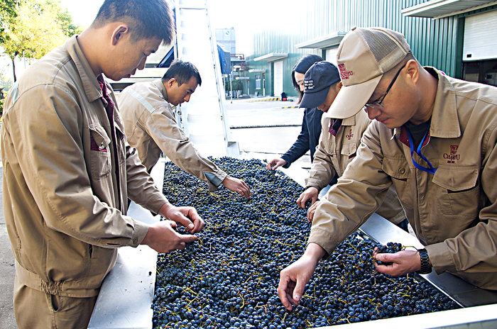 宁夏张裕龙谕酒庄正在进行人工串选