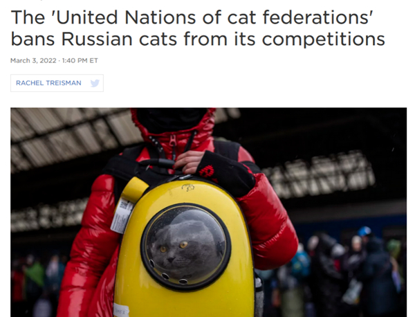 猫科动物国际联合会宣布制裁俄罗斯的猫 图片来源：美国国家公共电台网站截图