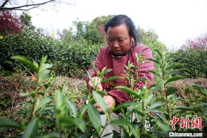 茶农正在生态如画的高山茶园中采茶。　樊成柱 摄
