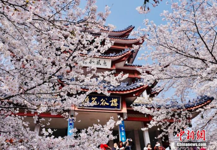 资料图：樱花。 孙权 摄