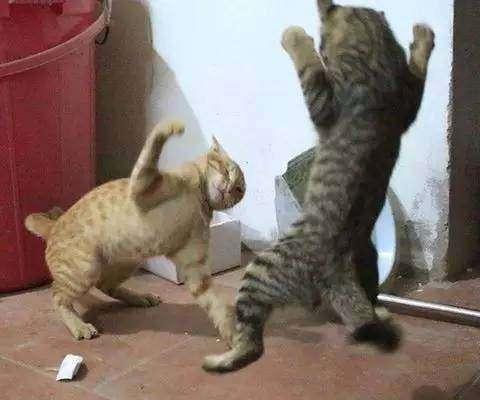 兩隻小貓咪日常打架，它們的姿勢亮了，簡直不要太搞笑