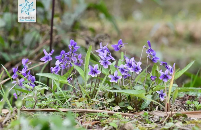 △紫花地丁（图片来源见水印）