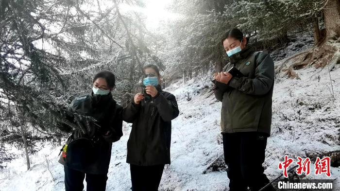图为查看林木生长和病虫害情况。　李隽 摄
