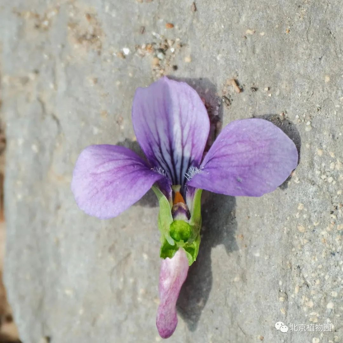 △早开堇菜-花剖面