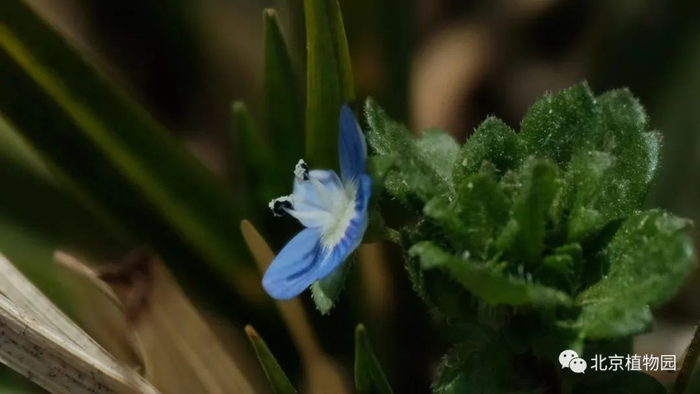 △阿拉伯婆婆纳-雄蕊雌蕊