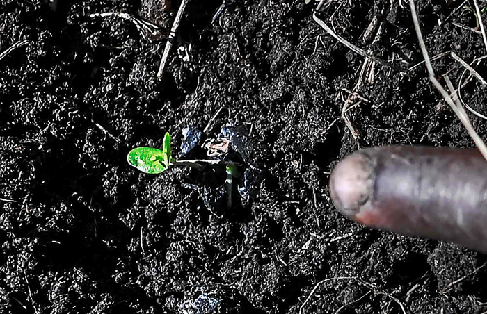 在尼亚原始森林，人们播撒种球后，树苗开始发芽。