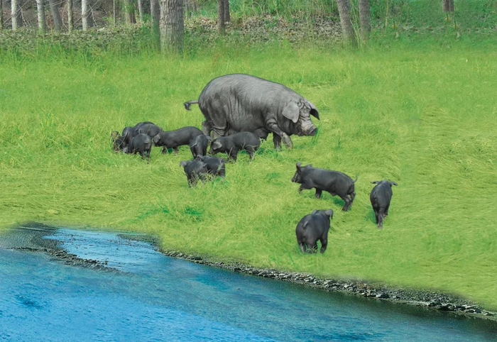 胶州里岔黑猪在农业生态园觅食。