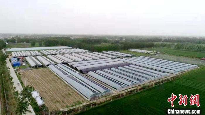 航拍返乡能人投资2000余万元建设的盛凯源果蔬种植家庭农场。　鹿楼镇供图