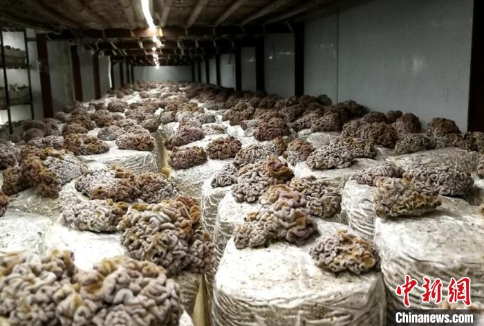 猴脑菌、羊肚菌在当地成为食用菌产业拳头产品。　朱志庚 摄