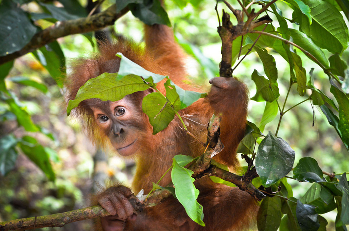 苏门答腊原始森林里的红毛猩猩