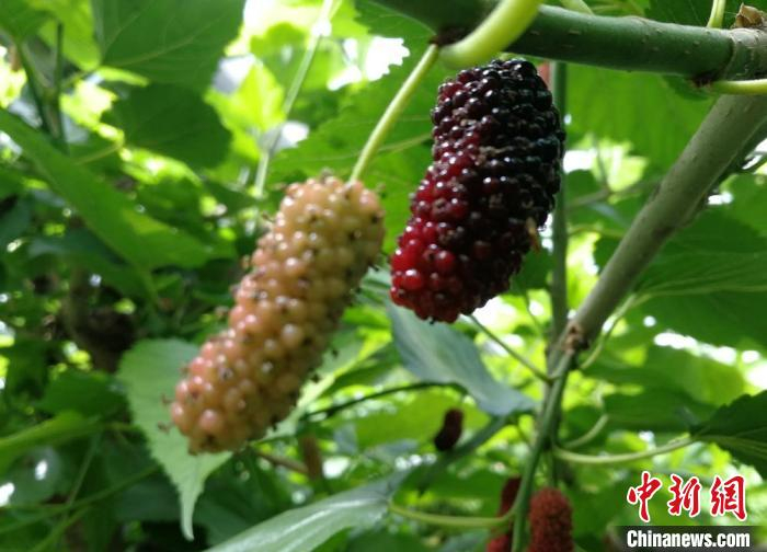 在大沙河畔的沛县盛凯源果蔬种植家庭农场里，娇艳欲滴的早桑葚即将上市。　朱志庚 摄