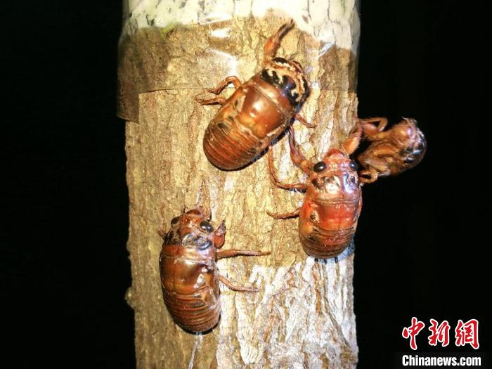 大沙河畔近5万亩林下金蝉成为当地农民重要产业。　朱志庚 摄