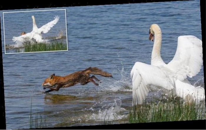 截图来自：the projects world