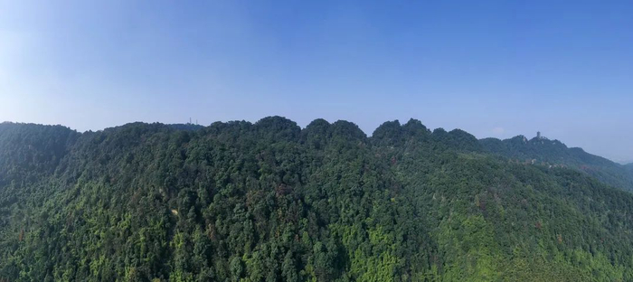 缙云山国家级自然保护区  重庆市林业局供图