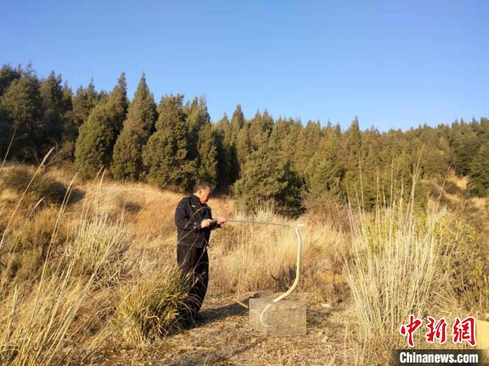 图为民警将黑眉锦蛇放归自然。　云南省公安厅供图