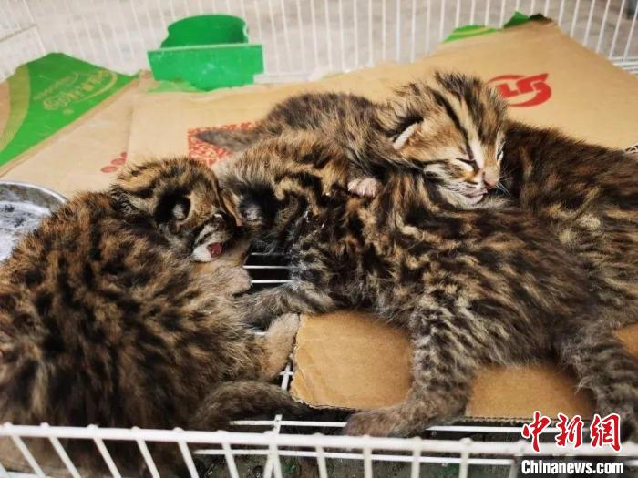 图为获救助的豹猫幼崽。　云南省公安厅供图