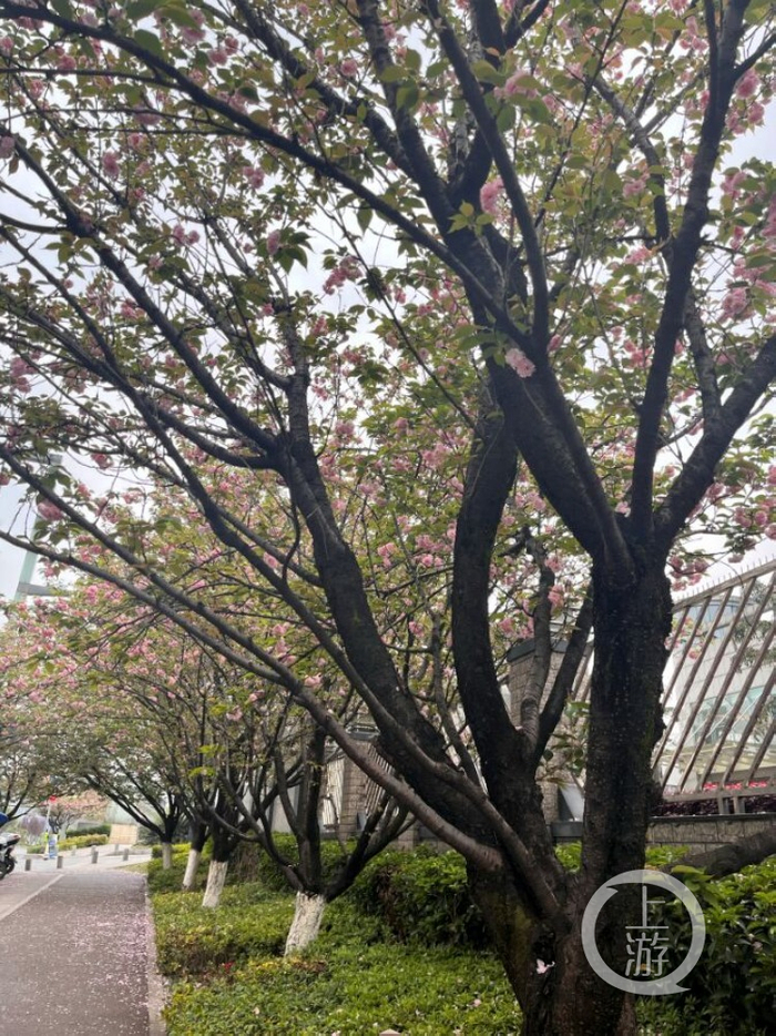 ▲南岸区茶园道路旁盛开的樱花