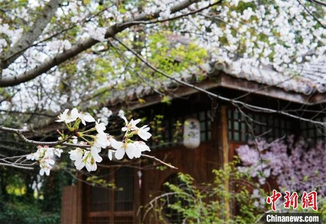 景区内有各类樱花3万余株。 孙权 摄 