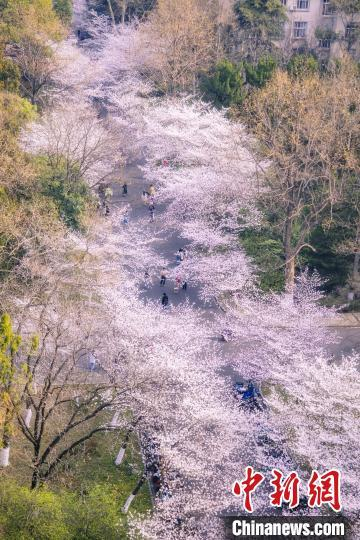 南京林业大学邀约民众“云”赏春日胜景。 王旭瑶 摄