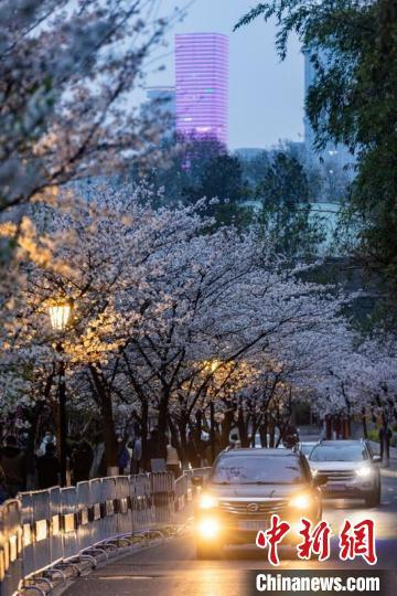 南京街头夜樱烂漫。 泱波 摄