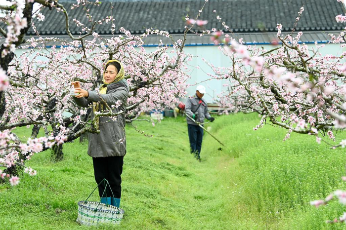 　　2022年3月20日，果农在江苏省昆山市淀山湖镇一果园劳作。（新华社发）