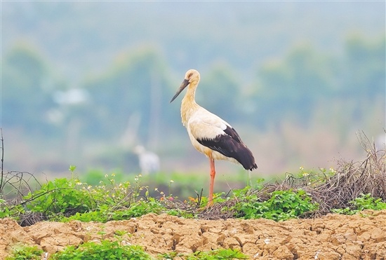 东方白鹳对生存环境要求极为苛刻，此次现身新会银湖湾湿地公园，从侧面反映了江门市在生态环境保护方面取得的成绩。 雷磊 摄