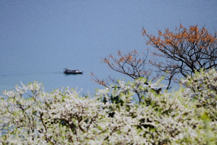 巫山李花。卢先庆 摄