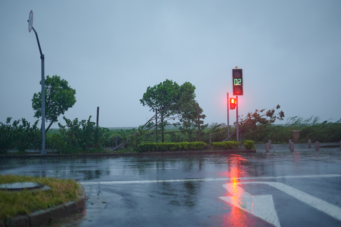 台风“烟花”将路边的树吹倒。受访者供图