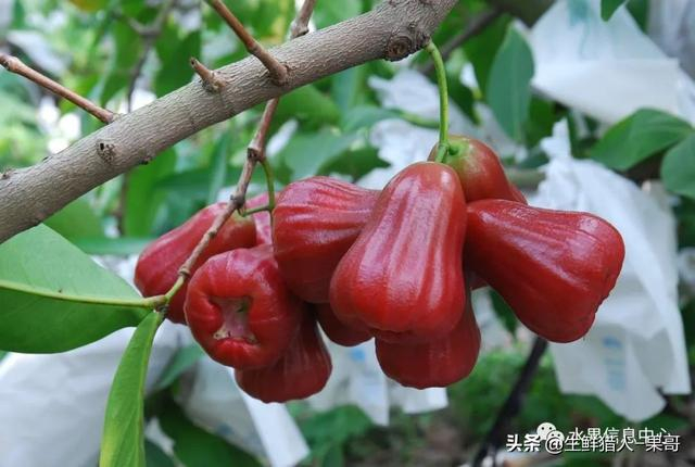 2024款丰田酷路泽最新款报价