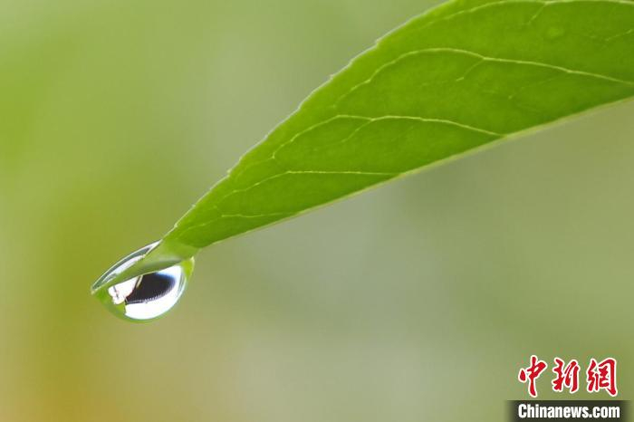 树叶上的雨滴晶莹剔透。　泱波 摄