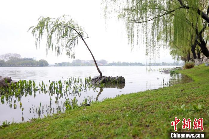 一株“坚强”的柳树在靠近湖岸的一块石头上扎根生长。　泱波 摄