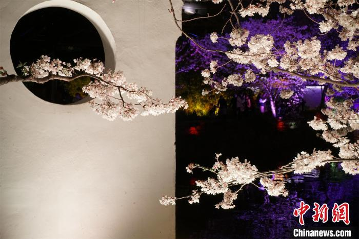 无锡太湖鼋头渚夜樱。孙权 摄