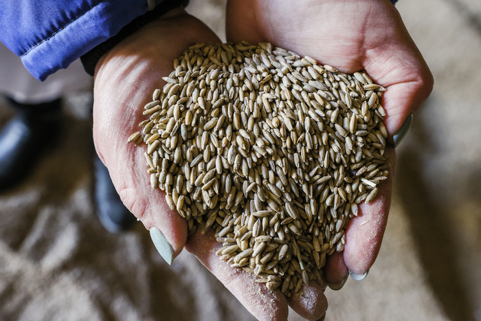 　2022年3月15日，工作人员手捧黑麦谷物。乌克兰冲突冲击全球谷物市场，粮价攀升、食品价格上涨。