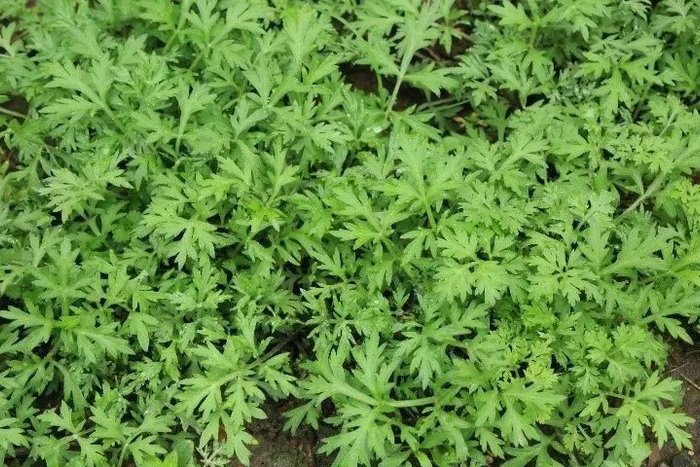 艾蒿，常被和在米粉中做果团吃