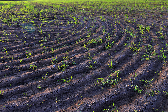 　2020年7月25日，俄罗斯克拉斯诺达尔地区，由于干旱的影响，水稻产量有下降的趋势。