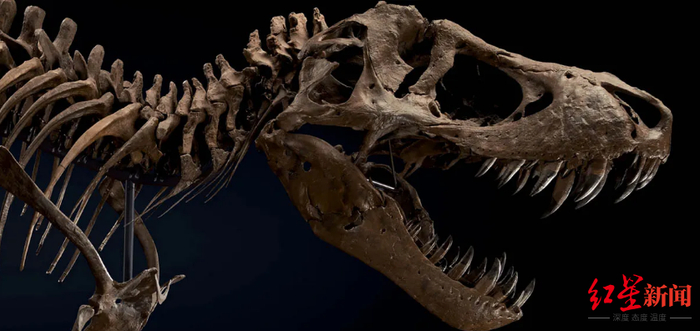 斯坦的牙齿最长近30厘米