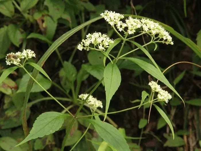 败酱，俗称苦菜